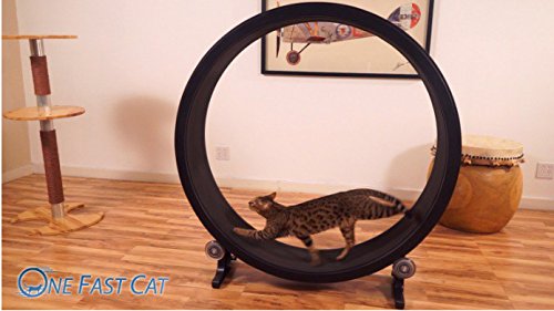 Amazon | 【ALLFORWAN'sLIFE】 THE CAT キャットタワー